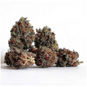 Golosa. Photo 3 Golosa. Photo 3